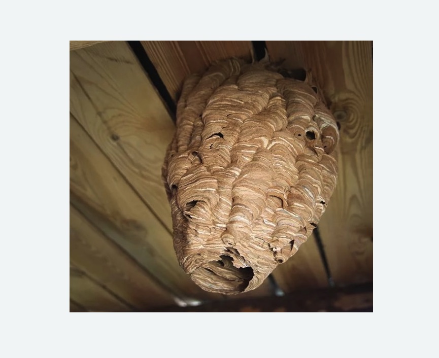 обработка от шершней в Нижнеудинске