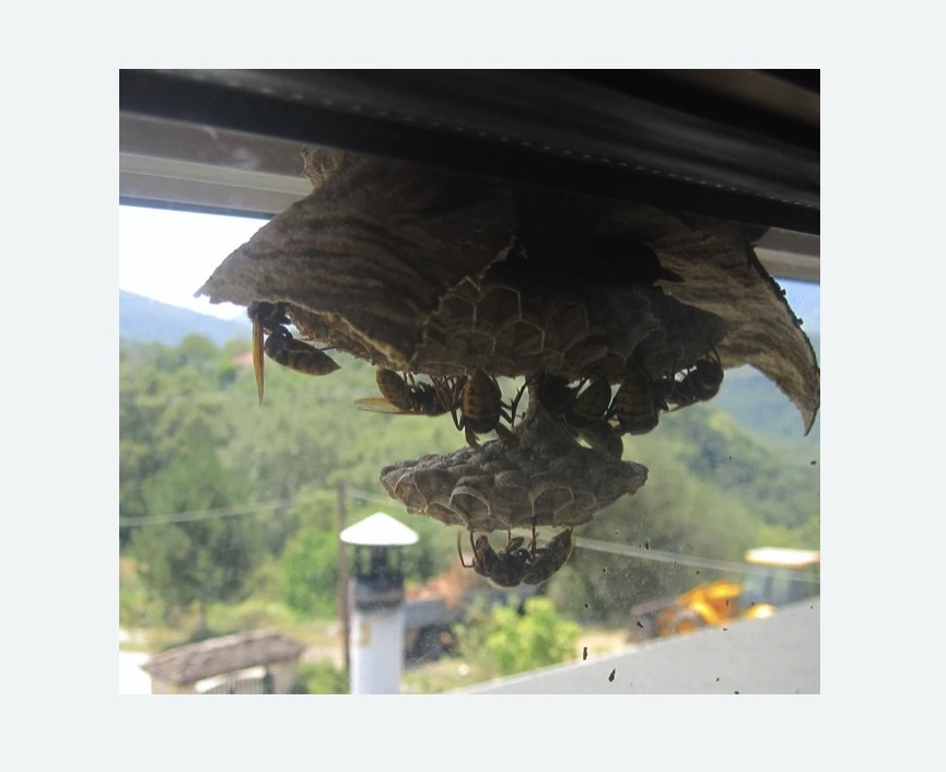 Уничтожение гнёзд шершней в Нижнеудинске